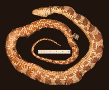 Media type: image;   Herpetology R-21